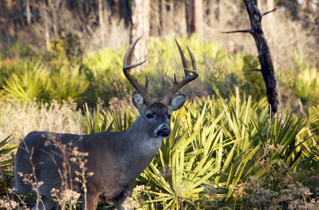 Muzzleloading Season Deer